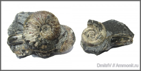 конкреции, палеоарт, Eogaudryceras, Ptychoceras, Acanthohoplites, р. Дефань
