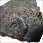 Acanthohoplites & Scaphopoda