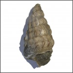 Confusiscala sp.