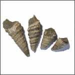 Paraglauconia iujani