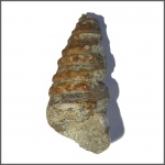 Paraglauconia iujani
