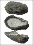 Ostrea polyphema