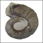 Аммонит из сем. Lytoceratidae