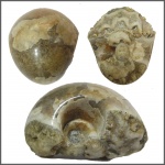 Фрагмент Jaubertella micheliana