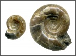 Epicheloniceras & Eogaudryceras