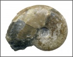 Aconeceras trautscholdi