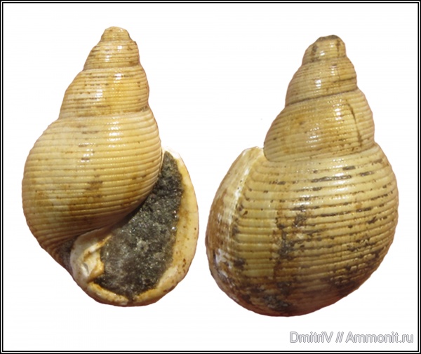 гастроподы, устье, Ringicula