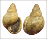 Ringicula
