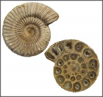 Мадагаскарский гость - Perisphinctes sp.