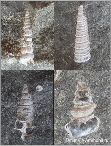 гастроподы, конкреции, Cirsocerithium, Nerineopsis
