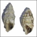 Cerithium (Thericium) cattleyae Baily, 1856