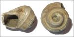 Trochus sp.
