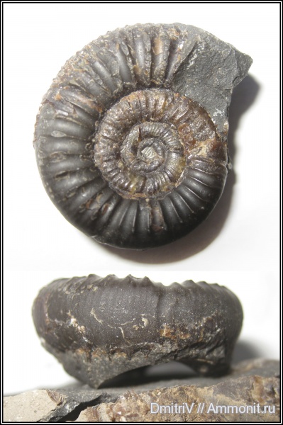 Neosilesites