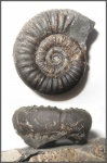 Neosilesites