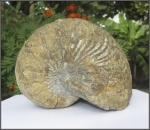 Cymatoceras