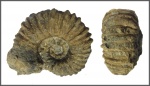Epicheloniceras