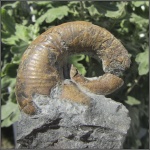 Гетероморфная Pictetia с Вулана