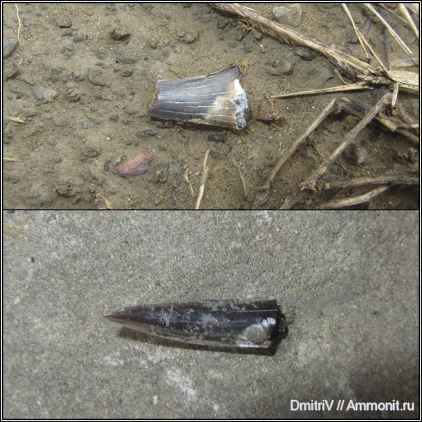 зубы акул, shark teeth
