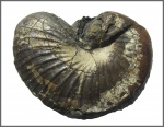 Phyllopachyceras prendeli