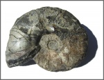 Desmoceras