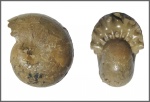 Marathonites (Almites) invariabilis, Ruzhencev