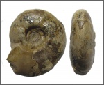 Uraloceras sp.