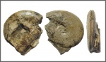 Medlicottia orbignyana, Verneuil