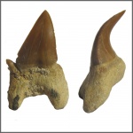Otodus obliquus с патологией