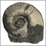 Acanthohoplites