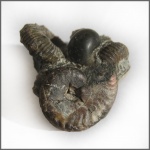 Pseudosaynella