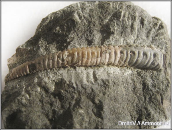 гетероморфные аммониты, р. Белая, heteromorph ammonites