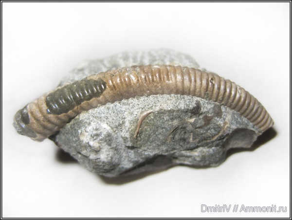 гетероморфные аммониты, р. Белая, heteromorph ammonites