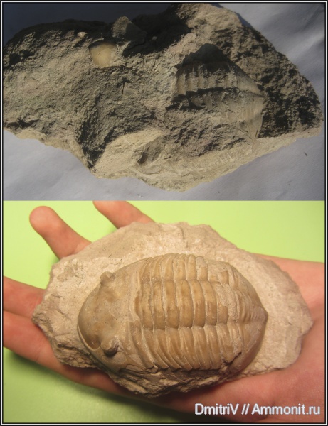 трилобиты, ордовик, Asaphus, Asaphus lepidurus, Ordovician