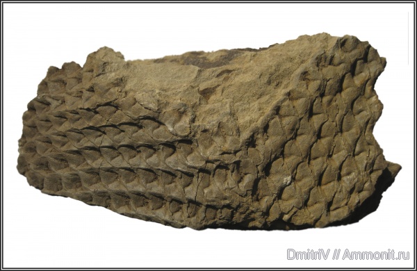 лепидодендрон, Lepidodendron