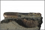 Ptychoceras sp. с устьем