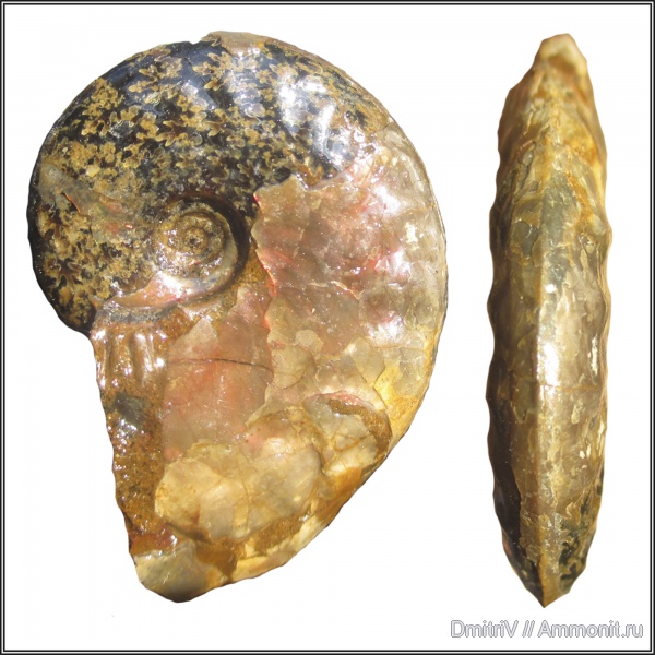 Pseudosaynella