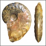 Pseudosaynella sp.