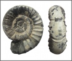 Neosilesites