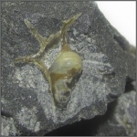 Aporrhaidae