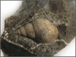 Ringicula?