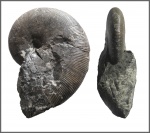 Euphylloceras velledae M i c h е l i n