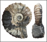 Nodosohoplites obscurus