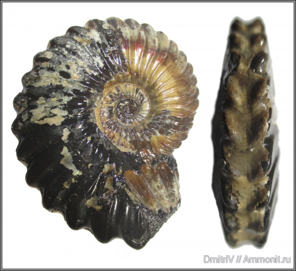 аммониты, мел, Cretaceous, Leymeriella