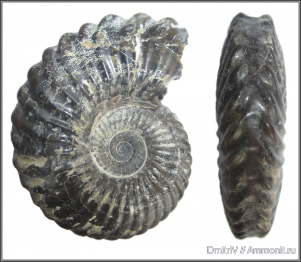аммониты, мел, фрагмоконы, Cretaceous, phragmocones, Leymeriella
