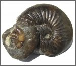 Chondroceras+Eurystomiceras