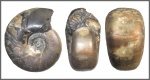 Tetragonites?