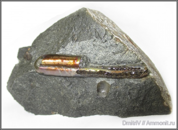 мел, гетероморфные аммониты, Ptychoceras, р. Бурхан, Cretaceous, heteromorph ammonites
