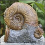 Acanthohoplites sp. & Co.