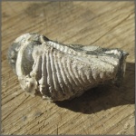 Pterotrigonia aliformis