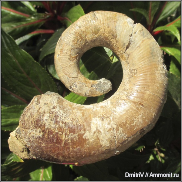 мел, гетероморфные аммониты, Pictetia, Cretaceous, heteromorph ammonites